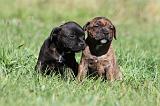 STAFFIE 067
